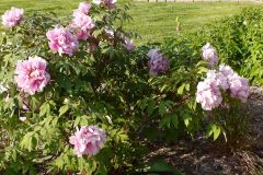 Peonies-Light-Pink-38