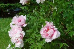 Peonies-Light-Pink-4