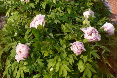 Peonies-Light-Pink-40