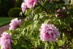 Peonies-Light-Pink-42