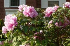 Peonies-Light-Pink-43