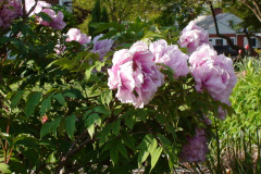 Peonies-Light-Pink-44