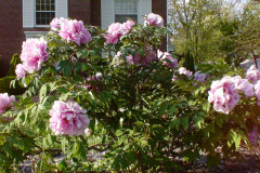Peonies-Light-Pink-45