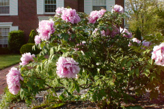 Peonies-Light-Pink-46