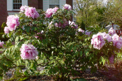 Peonies-Light-Pink-47