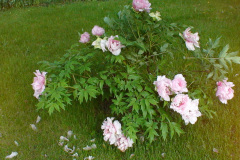 Peonies-Light-Pink-5