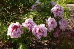 Peonies-Light-Pink-50