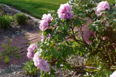 Peonies-Light-Pink-51