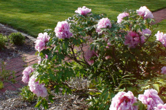 Peonies-Light-Pink-52