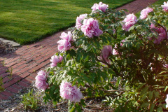Peonies-Light-Pink-53