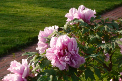 Peonies-Light-Pink-54