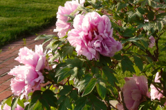 Peonies-Light-Pink-55