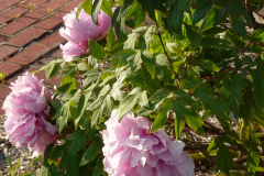 Peonies-Light-Pink-58