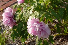 Peonies-Light-Pink-59