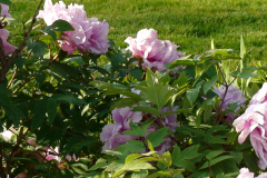 Peonies-Light-Pink-60
