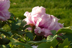 Peonies-Light-Pink-61