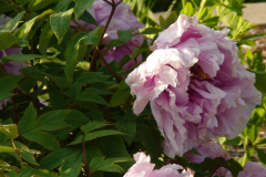 Peonies-Light-Pink-62