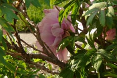 Peonies-Light-Pink-66