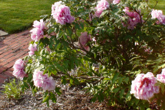 Peonies-Light-Pink-67