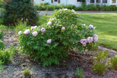 Peonies-Light-Pink-68