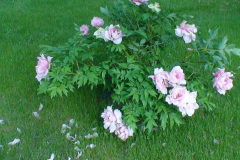 Peonies-Light-Pink-7