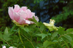 Peonies-Light-Pink-70