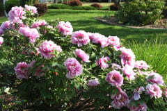 Peonies-Light-Pink-74