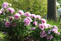 Peonies-Light-Pink-75