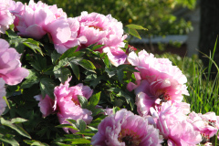 Peonies-Light-Pink-76
