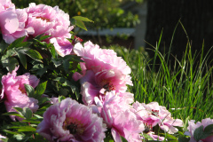 Peonies-Light-Pink-77