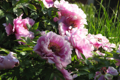 Peonies-Light-Pink-78