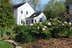 Peonies-Light-Pink-81