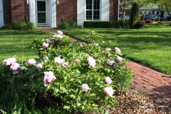 Peonies-Light-Pink-83