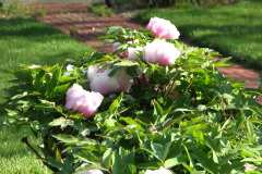 Peonies-Light-Pink-85