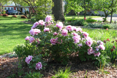 Peonies-Light-Pink-86