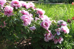Peonies-Light-Pink-89