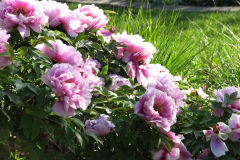 Peonies-Light-Pink-91