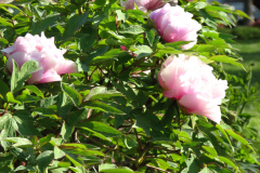Peonies-Light-Pink-92