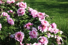 Peonies-Light-Pink-98