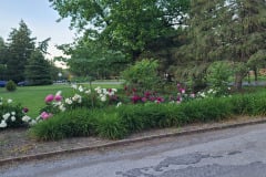 Peonies-May-2023-1