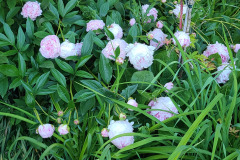 Peonies-May-2023-16