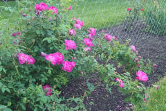 Peonies-May-2023-8