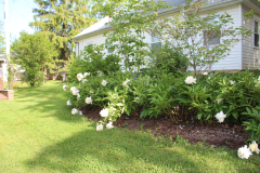Peonies-Misc-102