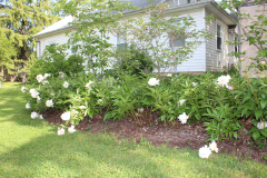 Peonies-Misc-103