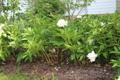 Peonies-Misc-111