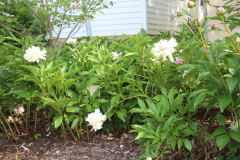 Peonies-Misc-112