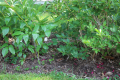 Peonies-Misc-118