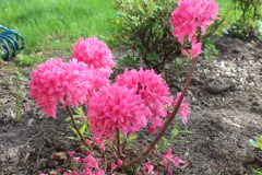 Peonies-Misc-14