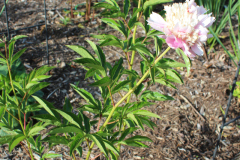 Peonies-Misc-2-1