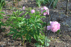 Peonies-Misc-2-10